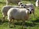 Churra כבש - גזעי כבשים