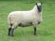 Clun Forest  sheep