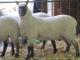 Clun Las owca - Rasy owiec