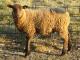 Coburg owca - Rasy owiec