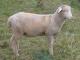 Columbia owca - Rasy owiec