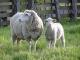 Columbia owca - Rasy owiec