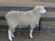 Coopworth Hausschaf - Rassen Sheep