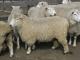 Coopworth owca - Rasy owiec