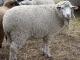 Cormo owca - Rasy owiec