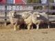 Cormo owca - Rasy owiec