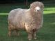 Corriedale Hausschaf - Rassen Sheep
