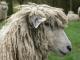 Cotswold Hausschaf - Rassen Sheep
