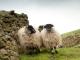 Dalesbred כבש - גזעי כבשים
