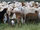 Damara ovelha - Raças de ovinos