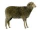 Debouillet owca - Rasy owiec