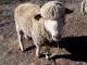 Delaine Merino כבש - גזעי כבשים