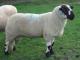 Derbyshire Gritstone owca - Rasy owiec