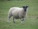 Derbyshire Gritstone Domba - Domba Breeds