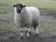 Derbyshire Gritstone ovca - Pasmina ovaca