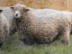 Devon dan Cornwall Longwool Domba - Domba Breeds