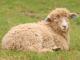 Devon i Cornwall Longwool ovca - Pasmina ovaca