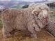 Dohne Merino כבש - גזעי כבשים