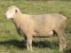 Dorset Domba - Domba Breeds