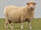 Dorset dół owca - Rasy owiec