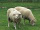 Dorset Down- Hausschaf - Rassen Sheep