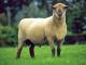 Dorset Down- Hausschaf - Rassen Sheep