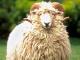Drysdale owca - Rasy owiec