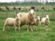 East fryzyjskiej owca - Rasy owiec