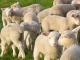 istočnofrizijske ovca - Pasmina ovaca