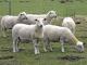 טיפול קל כבש - גזעי כבשים