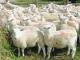 Easy Care ovelha - Raças de ovinos
