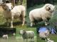 Exmoor Horn owca - Rasy owiec