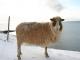 Faeroes כבשים כבש - גזעי כבשים