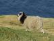 Wyspy Owcze Sheep owca - Rasy owiec
