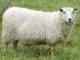 Finnsheep כבש - גזעי כבשים