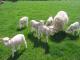 Finnsheep owca - Rasy owiec