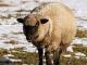 Niemiecki Blackheaded Baranina owca - Rasy owiec