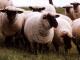 Deutsch schwarzköpfige Mutton Hausschaf - Rassen Sheep