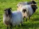 Deutsch Grau Heath Hausschaf - Rassen Sheep