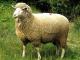 niemiecki Merino owca - Rasy owiec