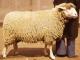 German Merino  sheep