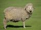 Njemački Merino ovca - Pasmina ovaca