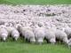 Niemiecki Baranina Merino owca - Rasy owiec