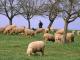 Deutsch Whiteheaded Mutton Hausschaf - Rassen Sheep