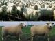 Deutsch Whiteheaded Mutton Hausschaf - Rassen Sheep