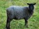 Gotland Hausschaf - Rassen Sheep