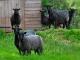 Gotland Hausschaf - Rassen Sheep