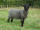 Gotland owca - Rasy owiec
