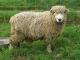 Greyface Dartmoor owca - Rasy owiec