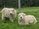 Graugesicht Dartmoor Hausschaf - Rassen Sheep